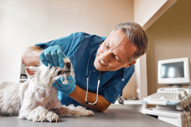 Best Emergency Dental Care for Broken or Chipped Teeth in Cincinnati, OH
